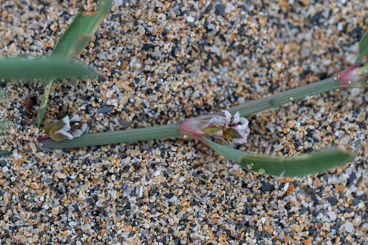 David Plant Photography - Wildlife Photography - Sea knotgrass - C.jpg - Sea knotgrass - Cornwall