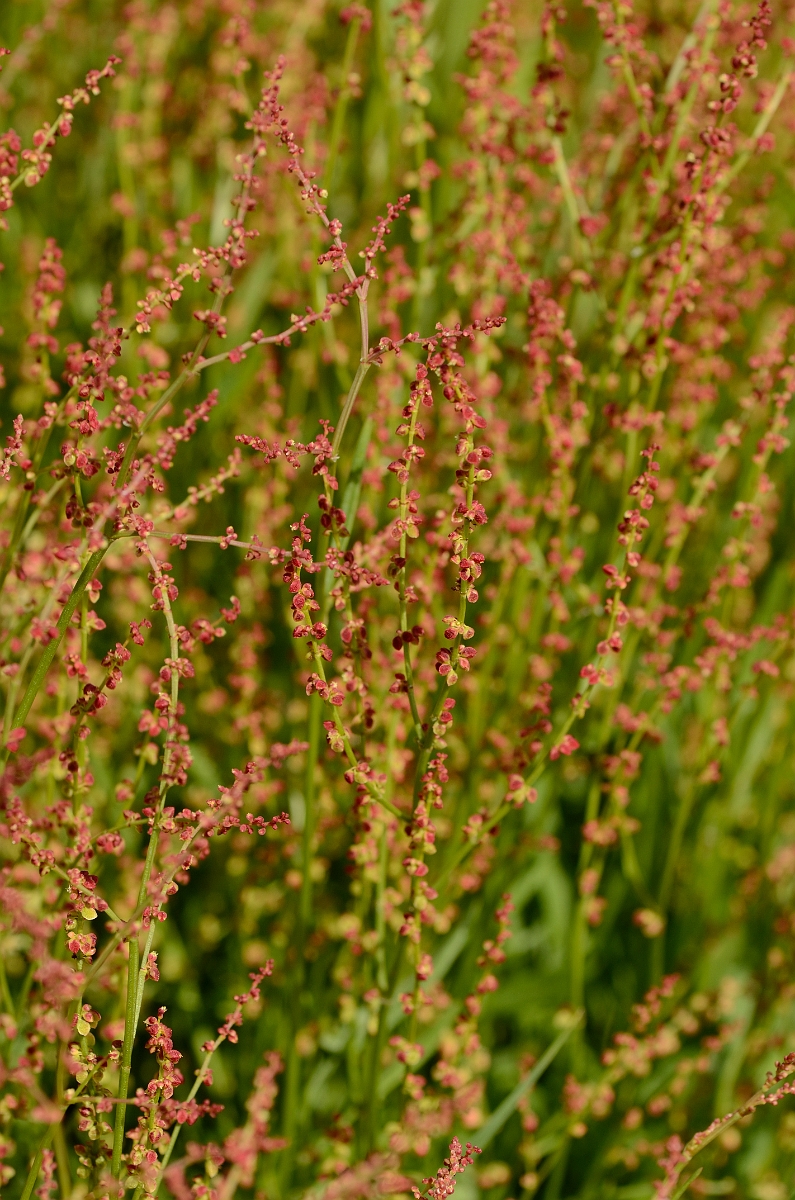 David Plant Photography - Wildlife Photography - Sheep's sorrel - A.jpg - Sheep's sorrel - Norfolk