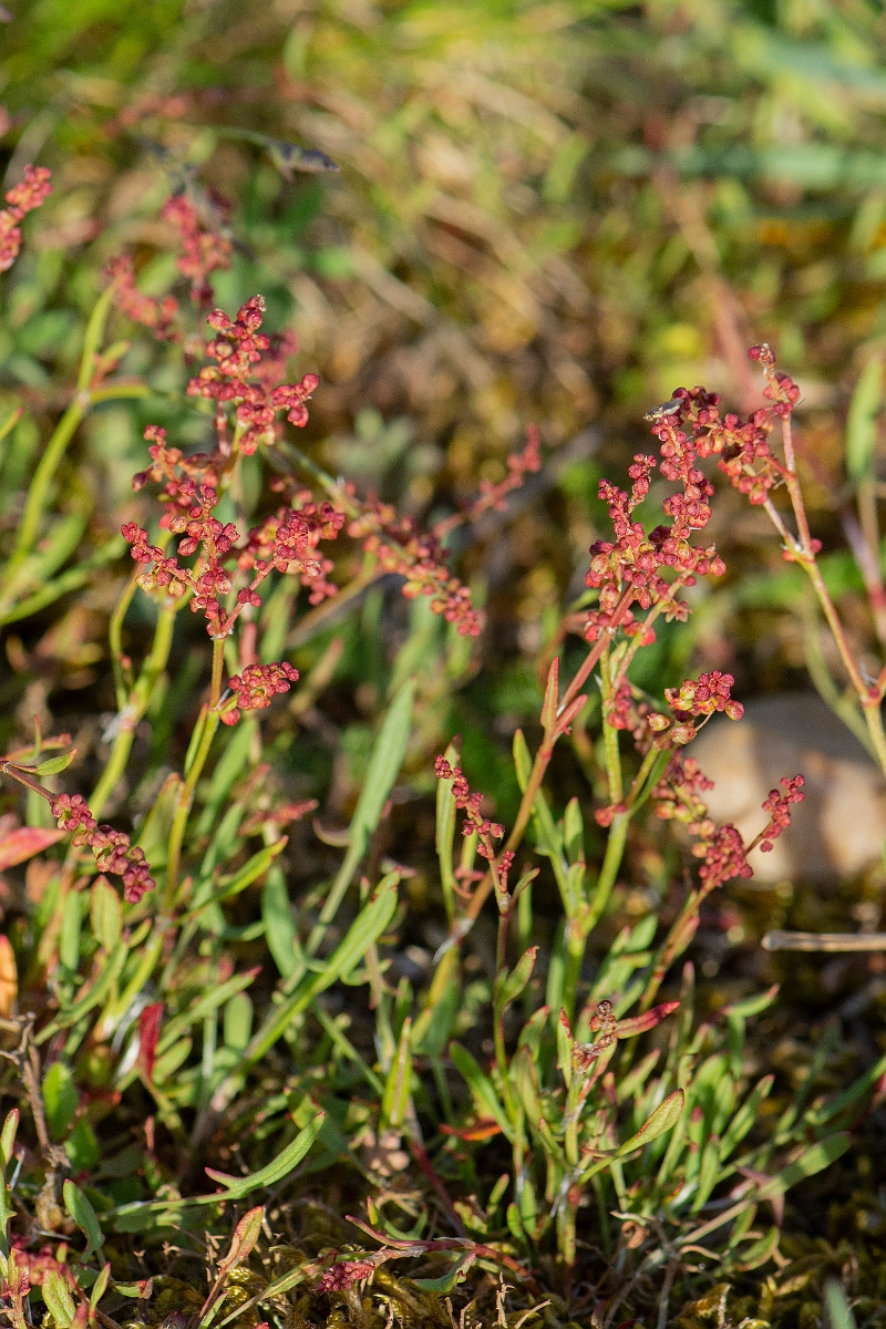 David Plant Photography - Wildlife Photography - Sheep's sorrel - C.JPG - Sheep's sorrel - Suffolk