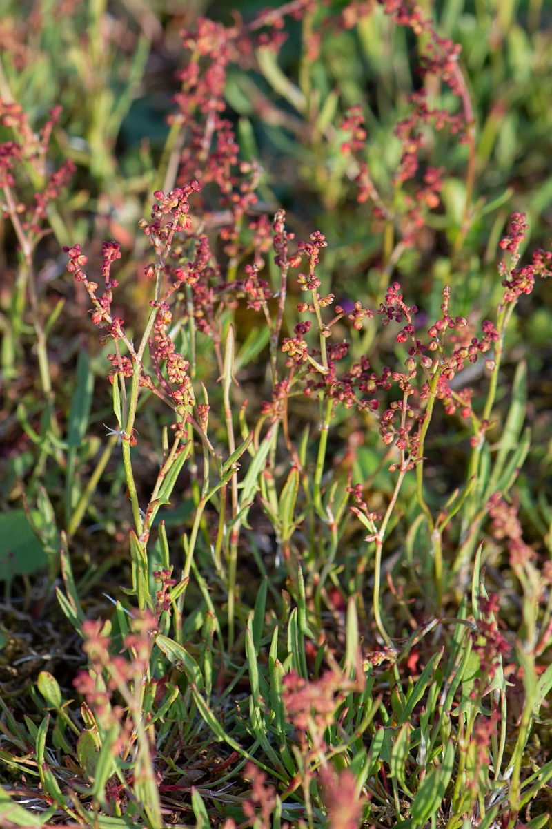 David Plant Photography - Wildlife Photography - Sheep's sorrel - D.JPG - Sheep's sorrel - Suffolk
