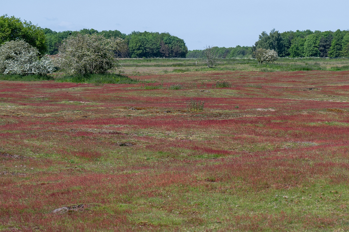 David Plant Photography - Wildlife Photography - Sheep's sorrel - F.jpg - Sheep's sorrel - Norfolk