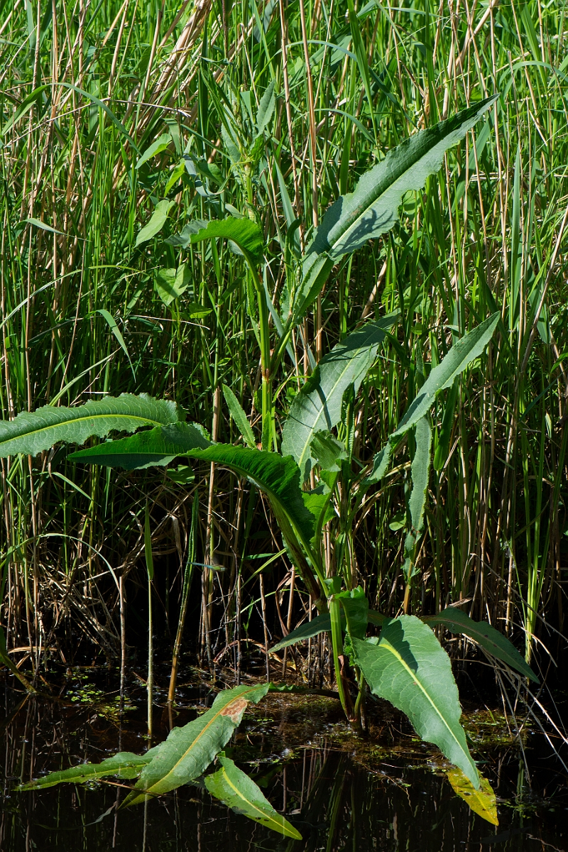 David Plant Photography - Wildlife Photography - Water dock - A.JPG - Water dock - Cambridgeshire