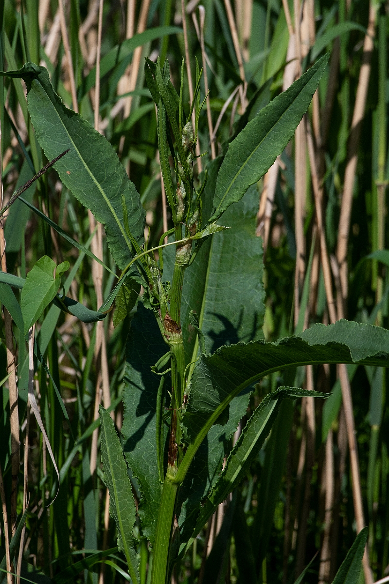 David Plant Photography - Wildlife Photography - Water dock - B.JPG - Water dock - Cambridgeshire