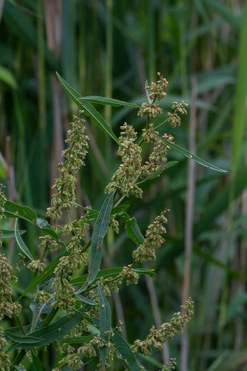 David Plant Photography - Wildlife Photography - Water dock - C.JPG - Water dock - Cambridgeshire