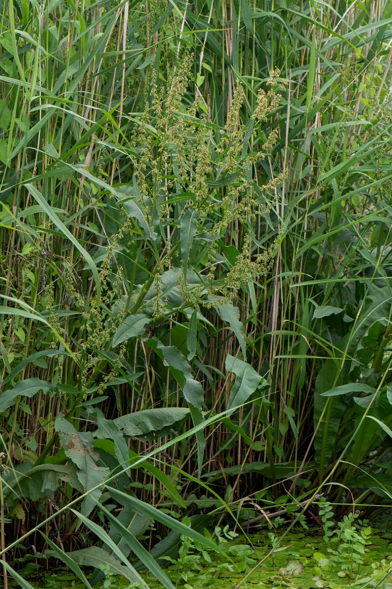 David Plant Photography - Wildlife Photography - Water dock - E.JPG - Water dock - Cambridgeshire