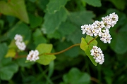 David Plant Photography - Wildlife Photography - Buckwheat - A