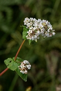 David Plant Photography - Wildlife Photography - Buckwheat - C