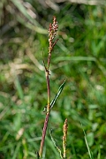 David Plant Photography - Wildlife Photography - Common sorrel- A