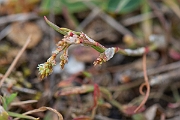 David Plant Photography - Wildlife Photography - Cornfield knotgrass - A