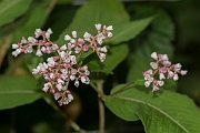 David Plant Photography - Wildlife Photography - Himalayan knotweed - A