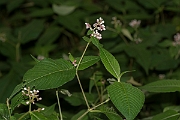 David Plant Photography - Wildlife Photography - Himalayan knotweed - B
