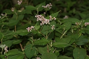 David Plant Photography - Wildlife Photography - Himalayan knotweed - C