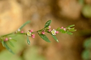 David Plant Photography - Wildlife Photography - Knotgrass - A