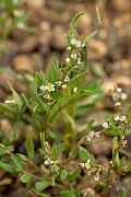 David Plant Photography - Wildlife Photography - Knotgrass - B