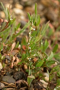 David Plant Photography - Wildlife Photography - Knotgrass - C