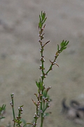 David Plant Photography - Wildlife Photography - Knotgrass - E