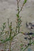 David Plant Photography - Wildlife Photography - Knotgrass - F