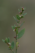 David Plant Photography - Wildlife Photography - Knotgrass - J