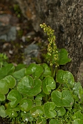 David Plant Photography - Wildlife Photography - Mountain sorrel - A