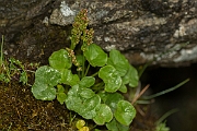David Plant Photography - Wildlife Photography - Mountain sorrel - B