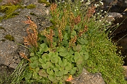 David Plant Photography - Wildlife Photography - Mountain sorrel - C