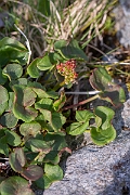 David Plant Photography - Wildlife Photography - Mountain sorrel - E