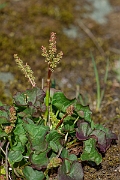 David Plant Photography - Wildlife Photography - Mountain sorrel - F