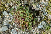 David Plant Photography - Wildlife Photography - Mountain sorrel - G