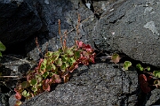 David Plant Photography - Wildlife Photography - Mountain sorrel - I