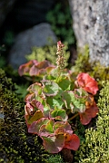 David Plant Photography - Wildlife Photography - Mountain sorrel - J
