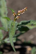 David Plant Photography - Wildlife Photography - Pale persicaria - B