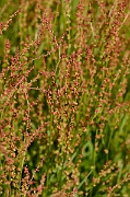 David Plant Photography - Wildlife Photography - Sheep's sorrel - A