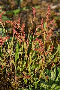 David Plant Photography - Wildlife Photography - Sheep's sorrel - B
