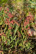 David Plant Photography - Wildlife Photography - Sheep's sorrel - C