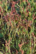 David Plant Photography - Wildlife Photography - Sheep's sorrel - D