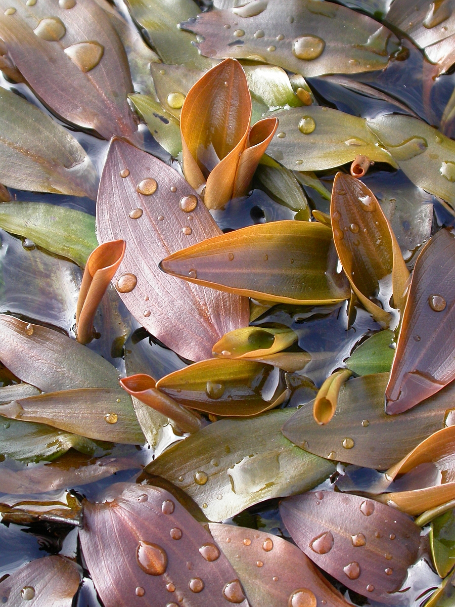David Plant Photography - Wildlife Photographer - Bog pondweed - A.jpg - Bog pondweed - Dorset