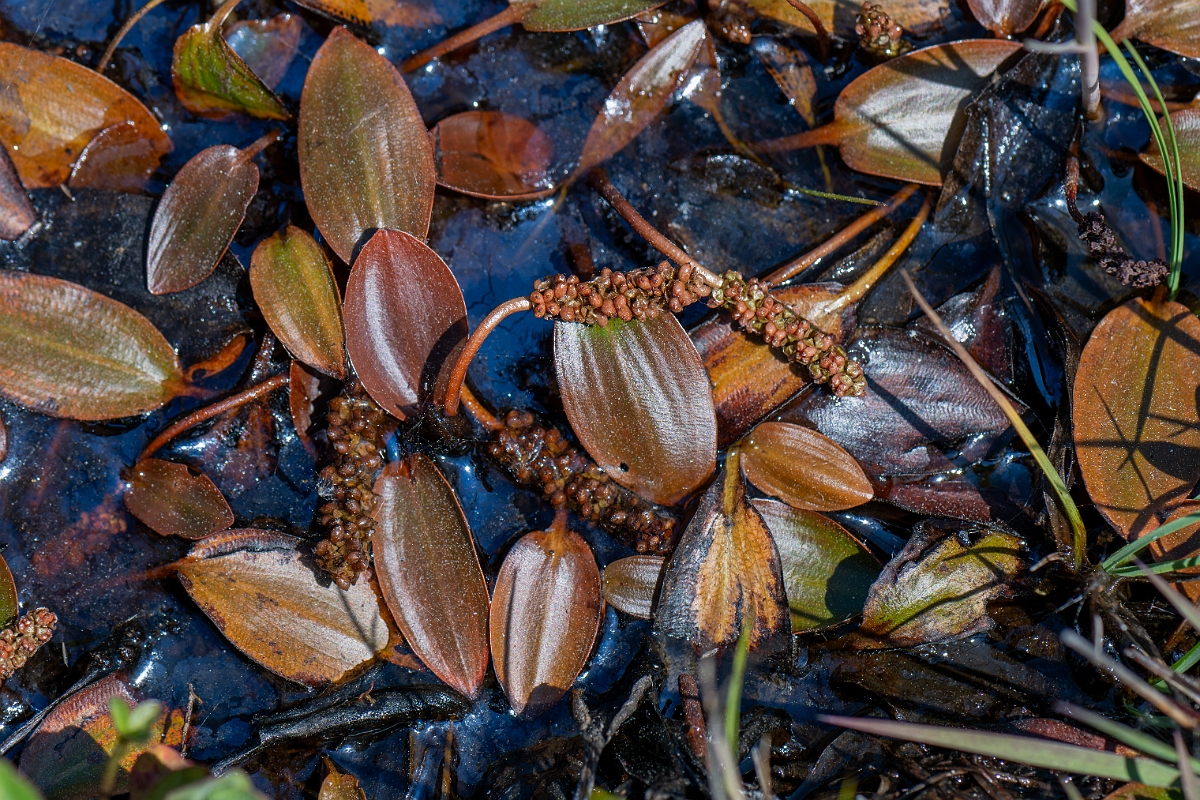 David Plant Photography - Wildlife Photographer - Bog pondweed - B.jpg - Bog pondweed - Hampshire