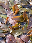 David Plant Photography - Wildlife Photographer - Bog pondweed - A