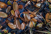 David Plant Photography - Wildlife Photographer - Bog pondweed - B