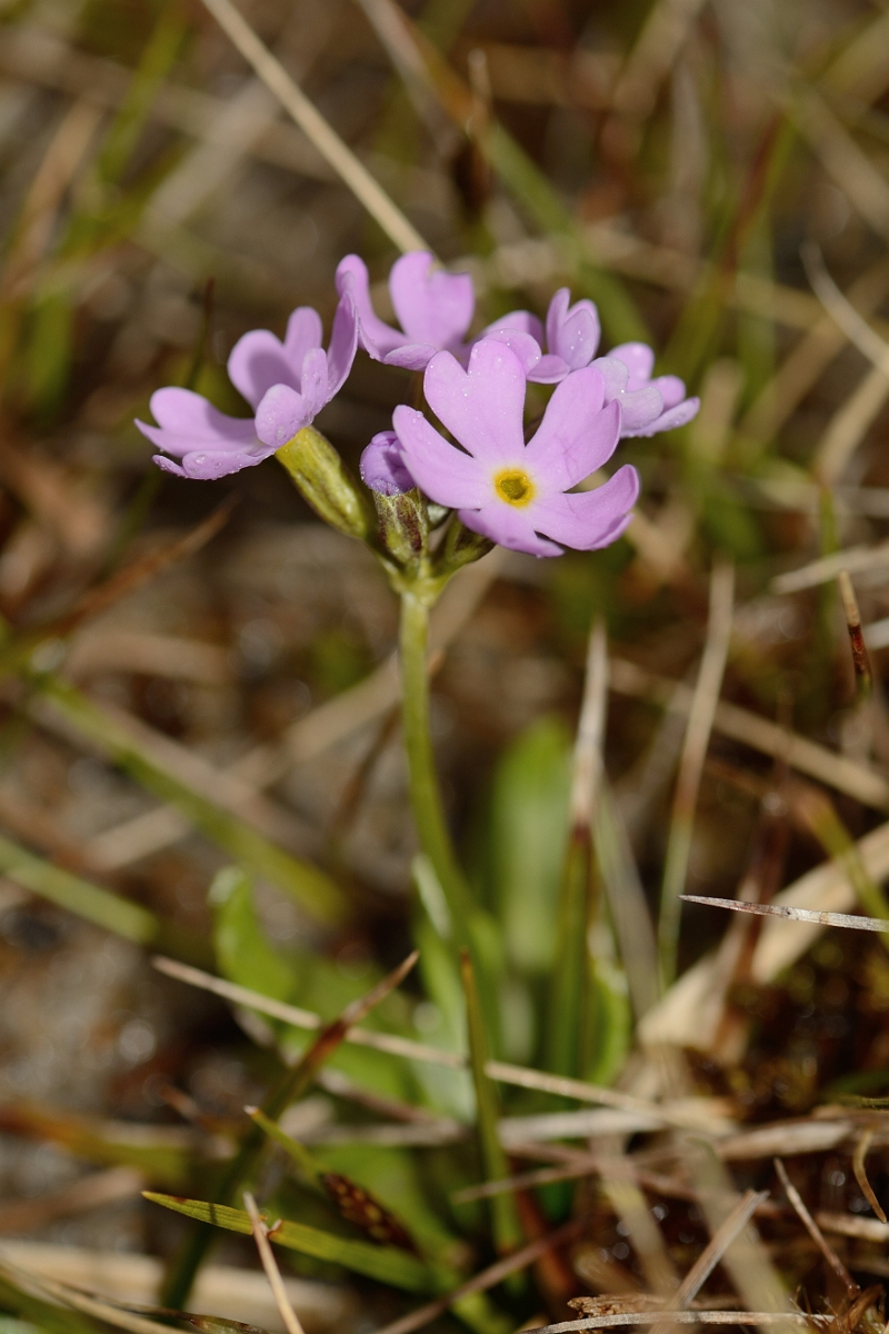 David Plant Photography - Wildlife Photographer - Birds-eye primrose - A.jpg - Birds-eye primrose - County Durham