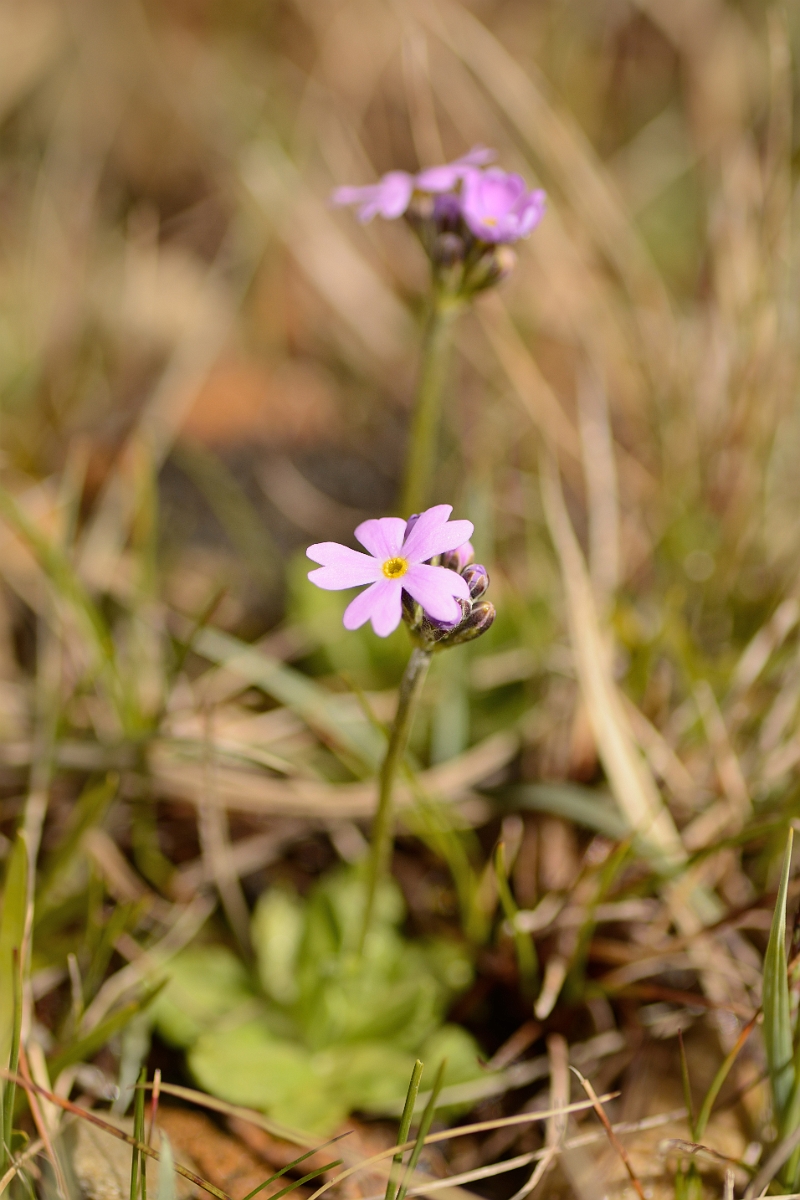 David Plant Photography - Wildlife Photographer - Birds-eye primrose - B.jpg - Birds-eye primrose - County Durham
