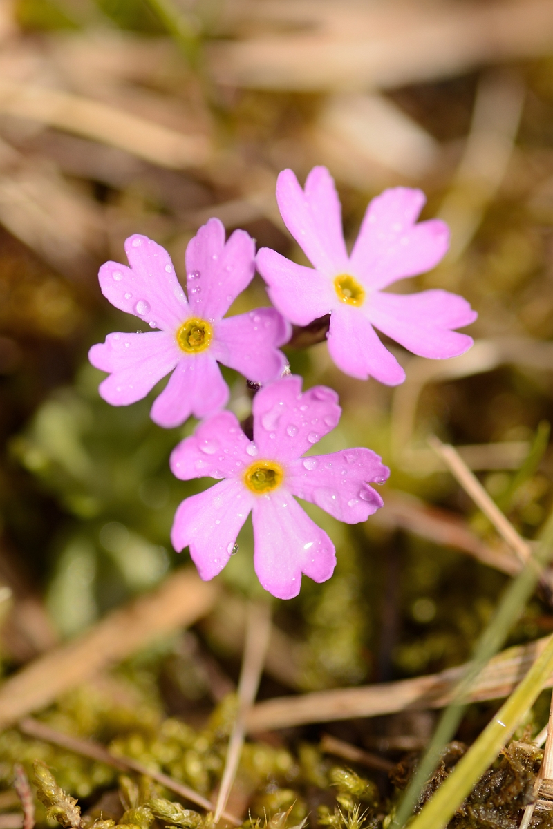 David Plant Photography - Wildlife Photographer - Birds-eye primrose - C.jpg - Birds-eye primrose - County Durham