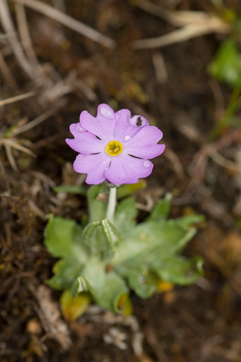 David Plant Photography - Wildlife Photographer - Birds-eye primrose - E.jpg - Birds-eye primrose - County Durham