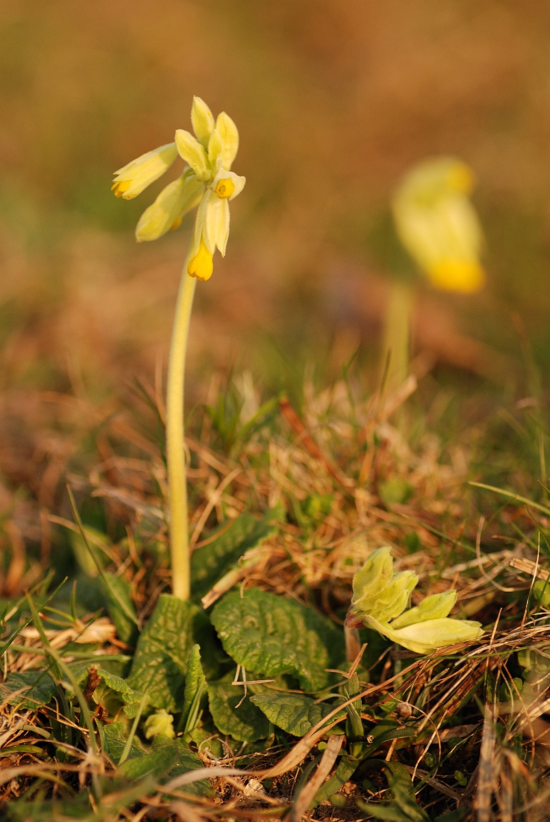 David Plant Photography - Wildlife Photographer - Cowslip plant - B.jpg - Cowslip plant - Bedfordshire
