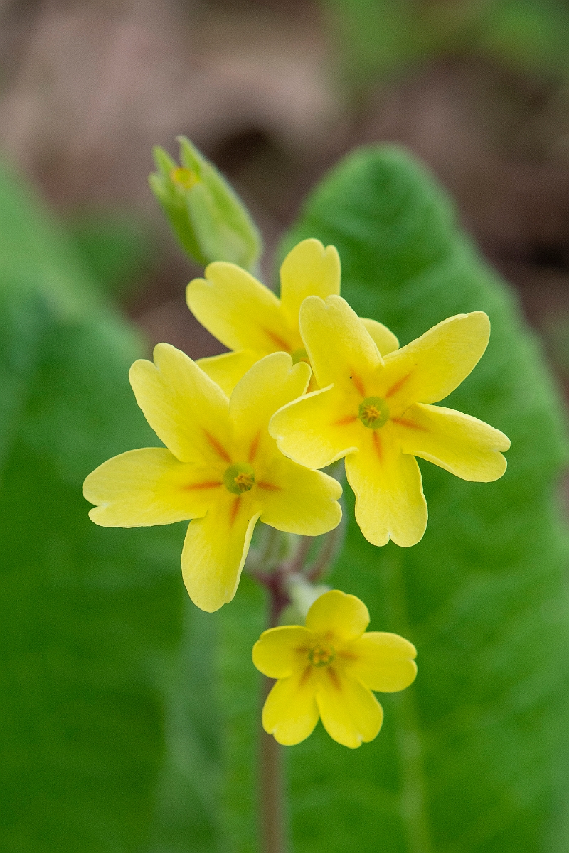 David Plant Photography - Wildlife Photographer - False Oxlip - A.JPG - False oxlip - Bedfordshire