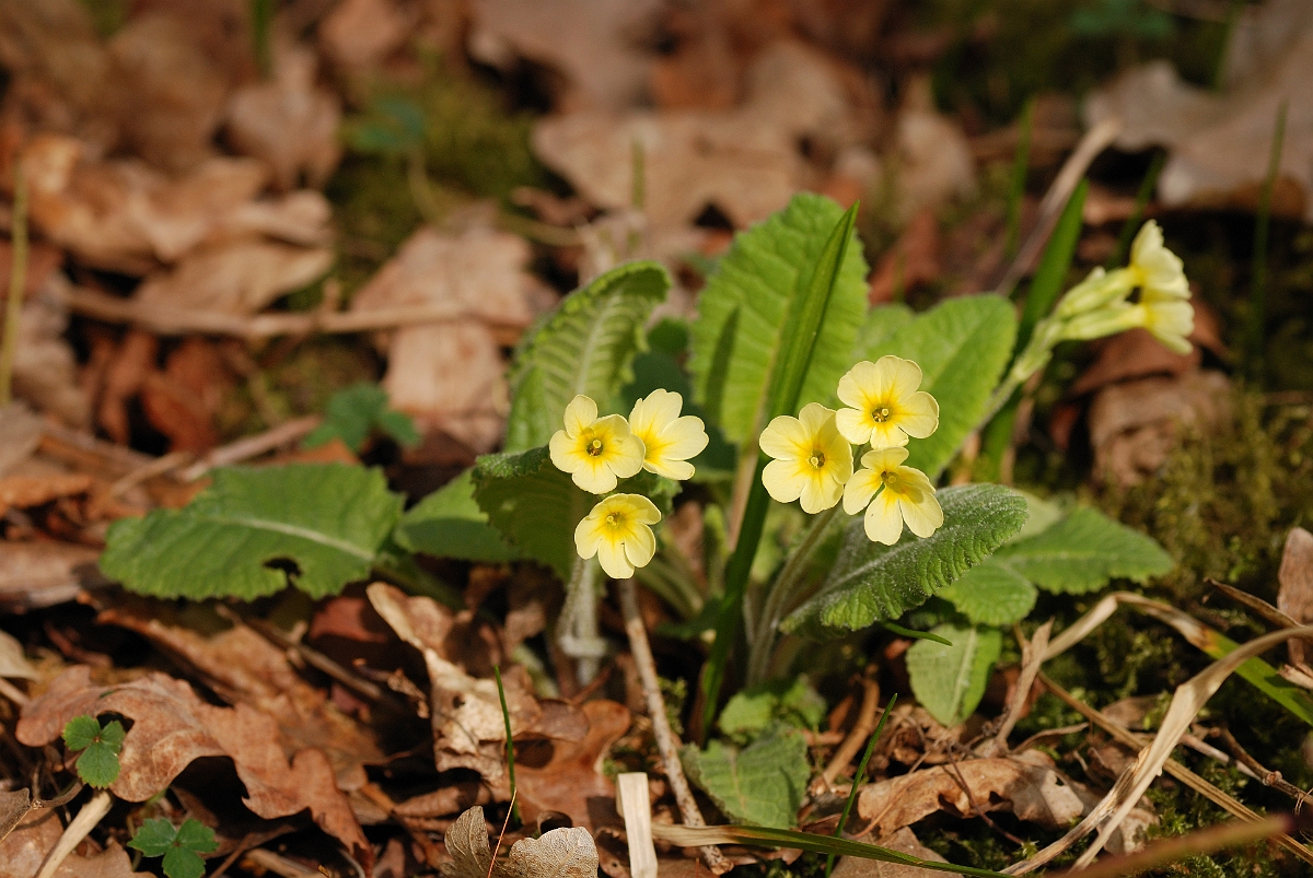 David Plant Photography - Wildlife Photographer - Oxlip plant - C.jpg - Oxlip - Cambridgeshire