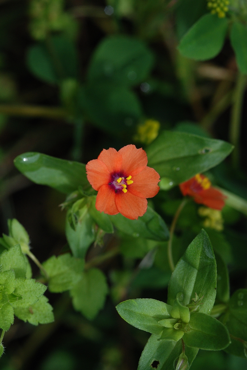 David Plant Photography - Wildlife Photographer - Scarlet pimpernel - A.JPG - Scarlet pimpernel - Somerset