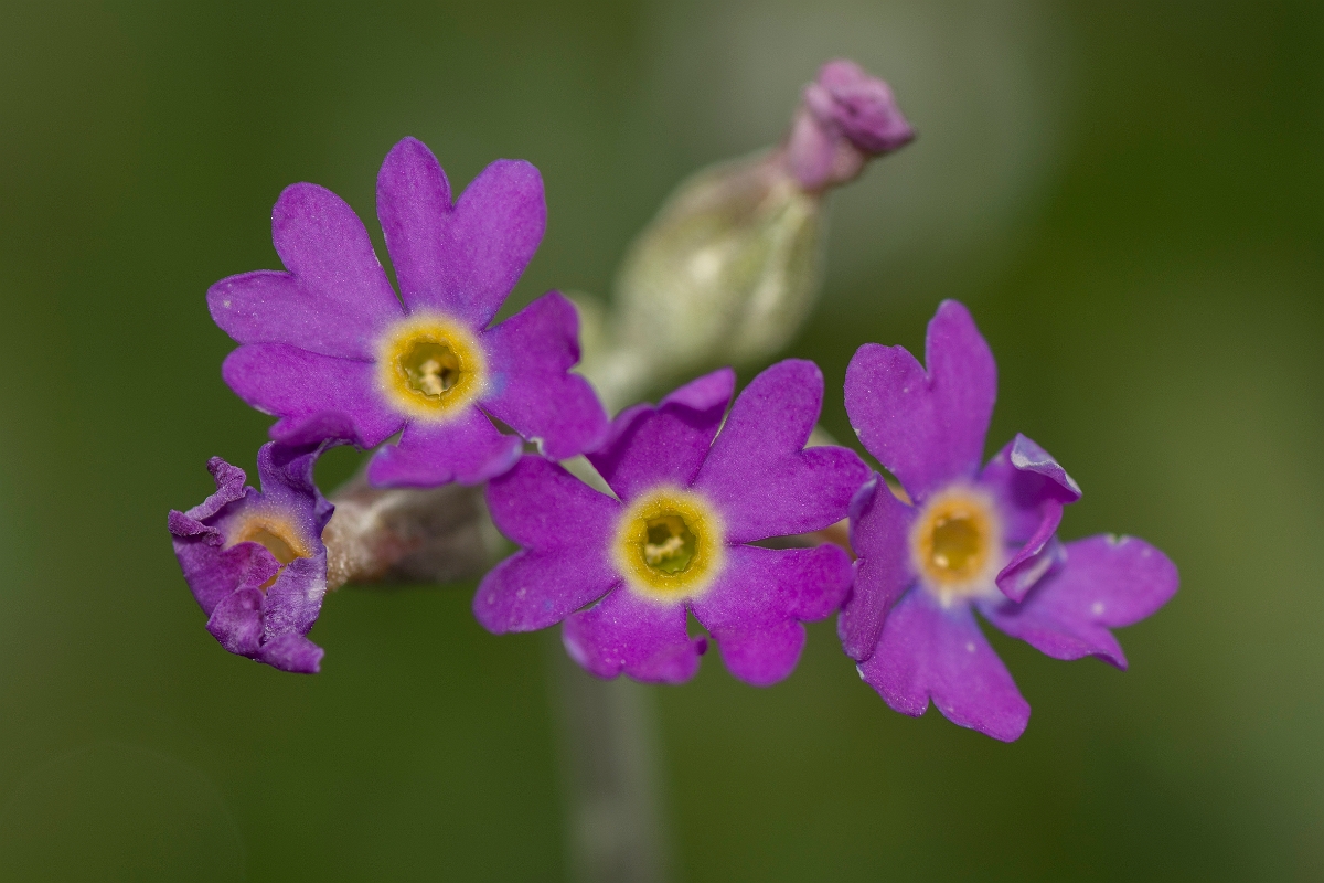 David Plant Photography - Wildlife Photographer - Scottish primrose - D.jpg - Scottish primrose - Caithness