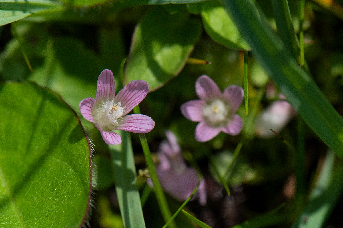 David Plant Photography - Wildlife Photography - Bog pimpernel - A.JPG - Bog pimpernel - Norfolk