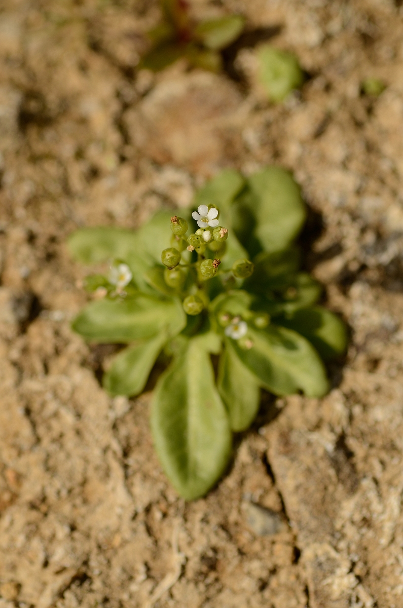 David Plant Photography - Wildlife Photography - Brookweed - A.jpg - Brookweed plant - Cambridgeshire